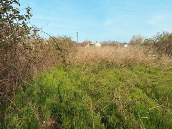 Αγροτεμάχιο στα Μεσάγκαλα δίπλα στην αποθήκη από πλάι μέσα στο οικοπεδο Προβατίδης μεσιτικά