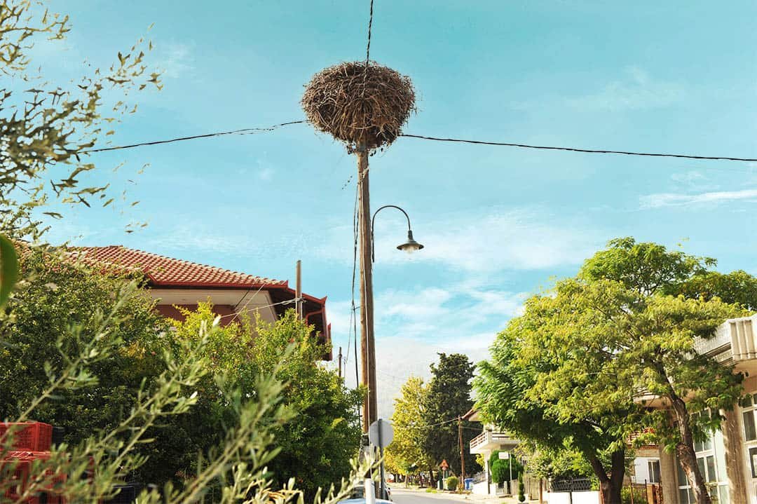 φωλιά πελαργού στην κολόνα ΔΕΗ στον Πυργετό φωτο Προβατίδης