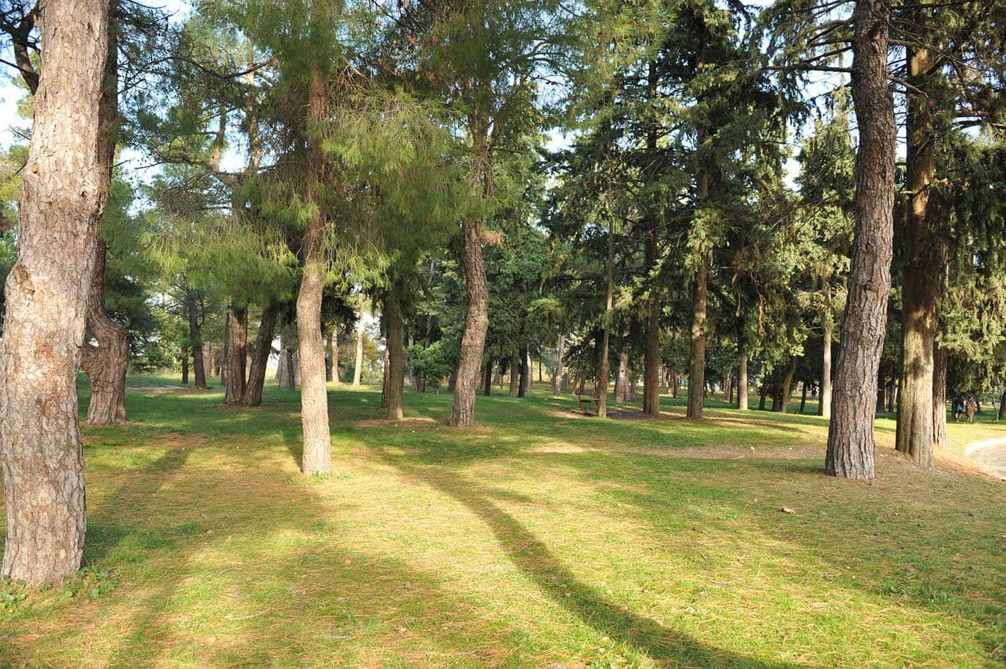 Λιτόχωρο δασάκι κοντά στο αμφιθέατρο και υδραγωγείο του Λιτοχώρου Προβατίδης Στάθης μεσιτικό παραθαλάσσια οικόπεδα αγροτεμάχια