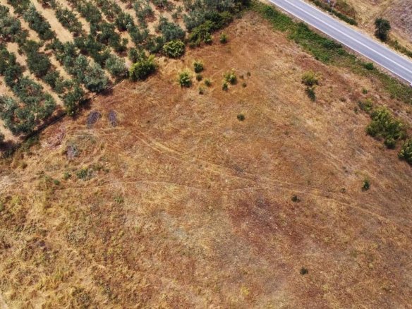 Προβατίδης μεσιτικά Πλάκα Λιτοχώρου δρόμος και ελαίωνας δίπλα στο αγροτεμάχιο