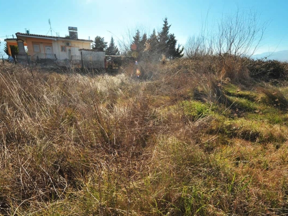 Προβατίδης μεσιτικάπώληση παραθαλάσιων, οικοπέδων και αγροτεμάχιων στην Πιερία και Θεσσαλία-Καστρί Λουτρό αγροτεμάχιο-φωτο από την πίσω μεριά του αγροτεμαχίου ποιο κοντινή και διαγώνια